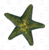 Picture of Ծովային աստղերի հավաքածու