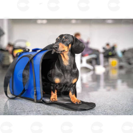 Picture for category Պայուսակներ