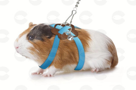 Picture for category Աքսեսուարներ