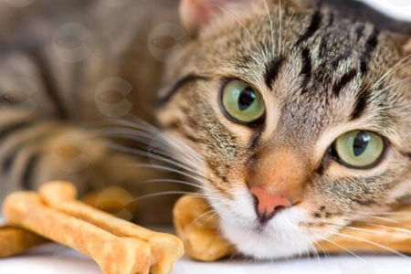 Picture for category Մազագնդերը հեռացնելու համար