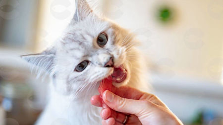 Picture for category Ստերջացված կատուների համար