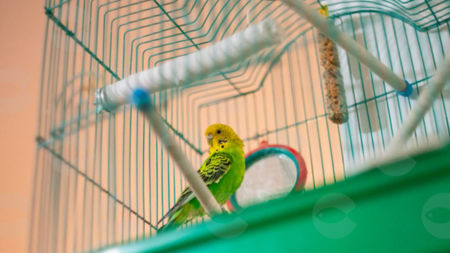 Picture for category Վանդակներ, խցիկներ