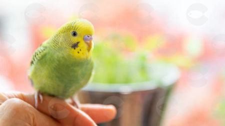 Picture for category Դեղորայք , վիտամիններ