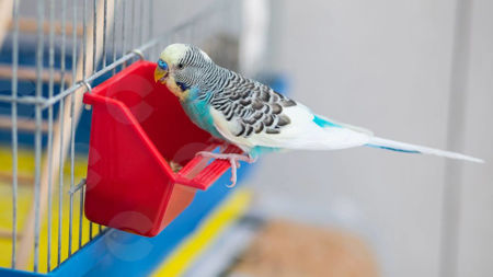 Picture for category Կերաման, ջրաման