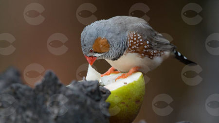 Picture for category Խնամքի պարագաներ