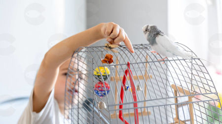 Picture for category Խաղալիքներ